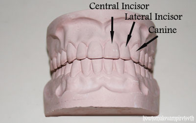 Make Teeth Mold for Halloween Teeth : 4 Steps (with Pictures) -  Instructables